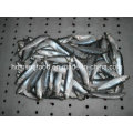 Whole Round Frozen Seafood Sardine Fish for Canned or Bait (Sardinella aurita)